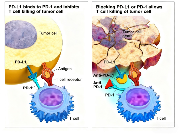 Is There an Inevitable Link Between PD-1 Antibody Half-Life and Clinical Efficacy?