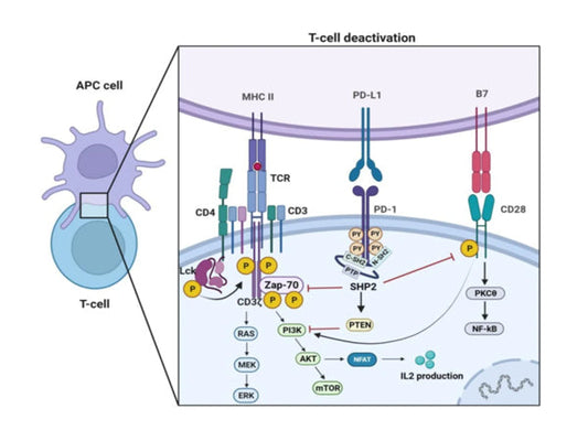 STARTER's Featured Product Recommendation: PD-1 Functional Antibodies.