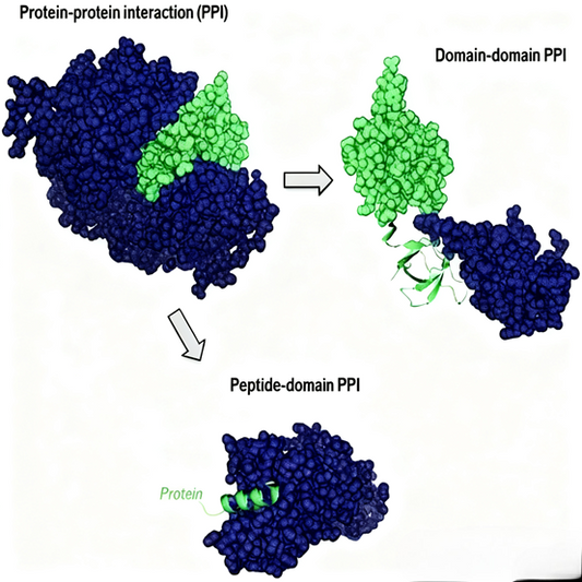 How Do c-Myc Antibodies Reveal New Mechanisms of Protein Interaction Regulating Gene Expression?