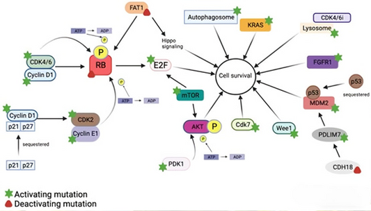 Can CDK2 Inhibitors Overcome the Challenge of Drug Resistance in Cancer Therapy
