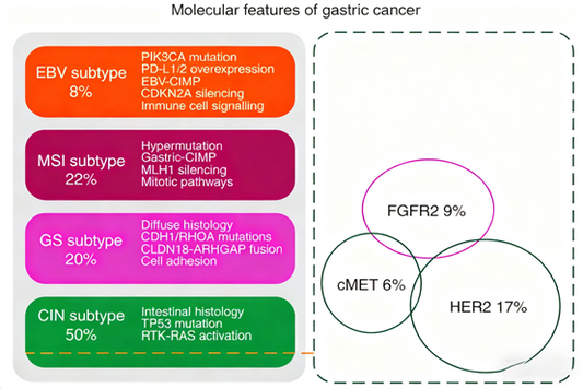 Can FGFR2b Antibody Become a New Option for Targeted Therapy in Gastric Cancer?