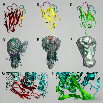 PSMA-targeted nanobodies: How do they revolutionize the diagnosis an PSMA-targeted nanobodies: How do they revolutionize the diagnosis and treatment