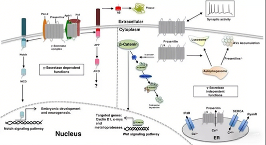 PSEN1 Antibody: How Does It Reveal the Pathogenic Mechanism of Alzheimer's Disease and New Therapeutic Targets?