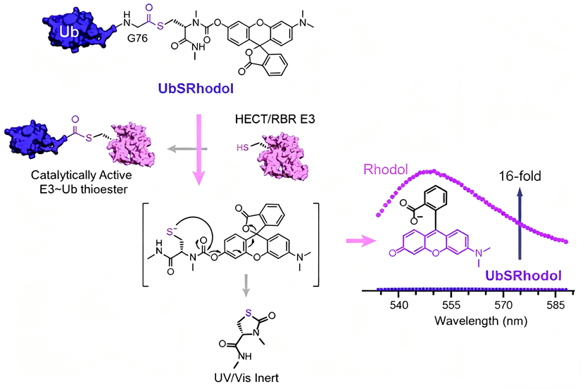 How to Achieve Targeted Activation of PROTAC Prodrugs for Enhanced Therapeutic Specificity?