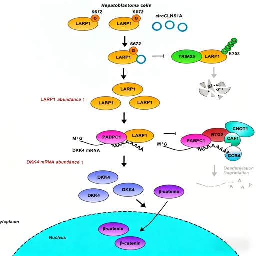 Glycosylated Antibodies: How to Reveal Novel Diagnostic and Therapeutic Targets for Hepatoblastoma?