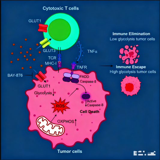 GLUT1 Antibodies: How Do They Become Key to Enhancing Anti-Tumor Immune Responses?