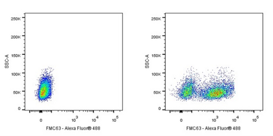 FMC63 scFv: The Core Component of CD19-Targeted CAR-T Therapy and the Application Advances in Its Detection Tools