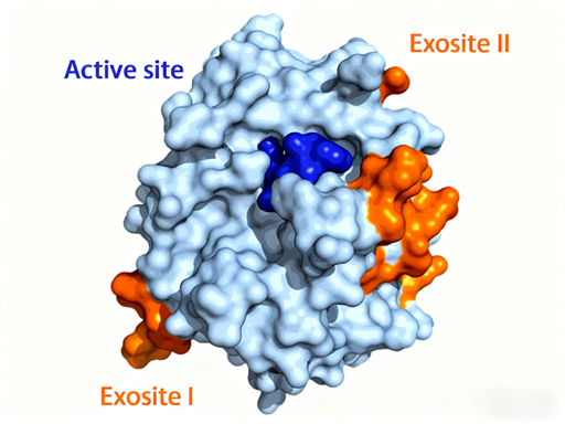 Thrombin Antibodies: How Does Aptamer Technology Revolutionize Anticoagulation Treatment Strategies?