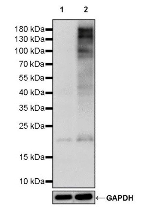 The Application and Validation of Serine/Threonine Phosphorylation Antibodies in Signal Transduction Research