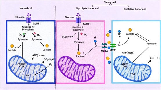 Can Lactylation Antibodies Reveal New Mechanisms of Tumor Resistance to Ferroptosis?