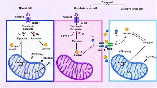 Can Lactylation Antibodies Reveal New Mechanisms of Tumor Resistance to Ferroptosis?