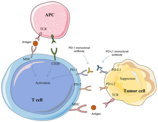 How to Achieve Breakthroughs in Immunology and Cancer Therapy Research Using PD-1 Antibodies?