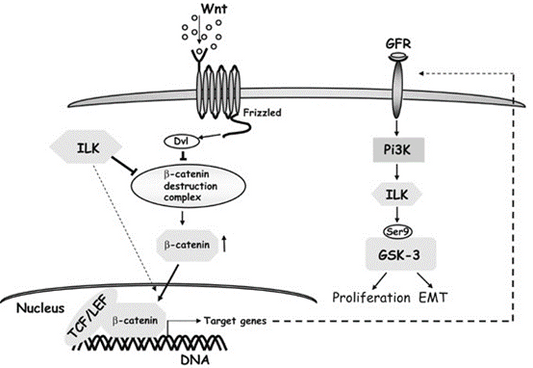 α2-Antiplasmin Antibody: A Key Molecule from Fibrinolytic System Regulation to Disease Diagnosis and Treatment