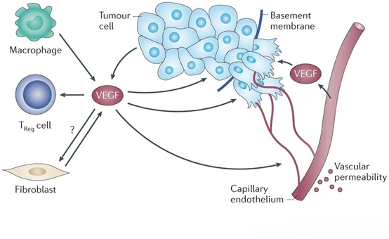 VEGF: A Key Factor in Angiogenesis and Clinical Applications
