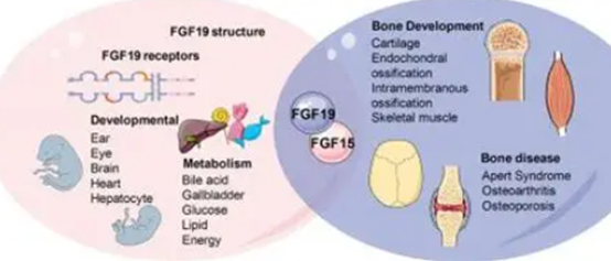 Fibroblast Growth Factor 19: A Comprehensive Exploration from Gut Hormone to Metabolic Therapy Star