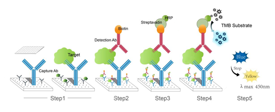 Rat ELISA Kits: A Comprehensive Analysis from Principle to Application