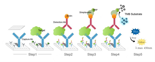 Rat ELISA Kits: A Comprehensive Analysis from Principle to Application