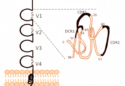 Can CD4 Antibody Become a Key Strategy for Improving Immune Reconstitution in HIV-Infected Individuals?