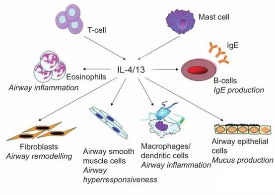 Il4 Structure Interleukin-4 Antibodies: A Transformative Therapy Precisely Targeting ...
