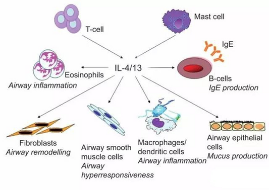 Interleukin-4 Antibodies: A Transformative Therapy Precisely Targeting the Core of Type 2 Immunity