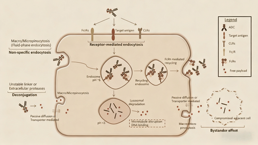 Off-Target Toxicity of Antibody-Drug Conjugates (ADCs): How to Break Through the Efficacy-Safety Balance Challenge?