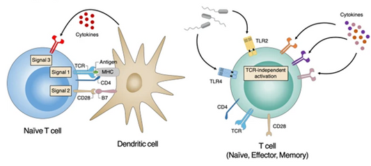 T Cell Activation Kit: A Key Tool in Immunology Research and Applications