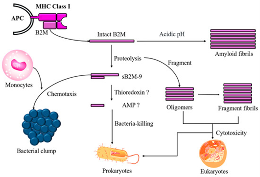 β2-Microglobulin: A Multidimensional Perspective from Immunobiology to Clinical Medicine