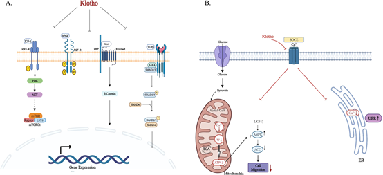 α-Klotho: An Important Regulator in Aging, Metabolism, and Kidney Health