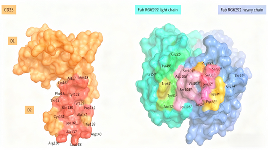 Can Novel CD25 Antibodies Enhance Anti-Tumor Immunity by Selectively Depleting Regulatory T Cells?