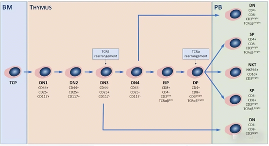 Mouse T cell activation: How to systematically analyze its developmental differentiation and immune function characterization?