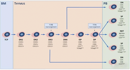 Mouse T cell activation: How to systematically analyze its developmental differentiation and immune function characterization?