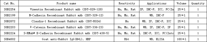 Ubiquitin Antibody Kit: How to Achieve Accurate Detection and Analysis of Protein Modification Research?