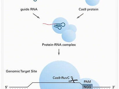 Cas9 antibody: How to ensure the precision and reproducibility of gene editing research?