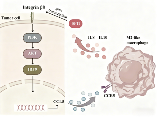 Lactylation antibody: How to reveal the novel molecular mechanisms of metabolic reprogramming regulating innate immunity?