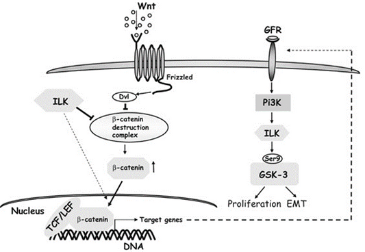 Wnt3a Cytokine: A Multidimensional Exploration from Molecular Characteristics to Therapeutic Applications