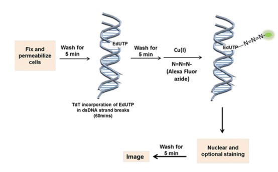 TUNEL Assay: The Gold Standard Technique for Apoptosis Detection
