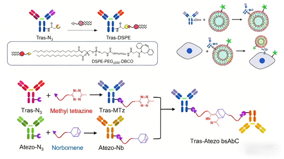 Acetylated antibodies: How can site-selective modification expand the functional dimensions of antibody drugs?