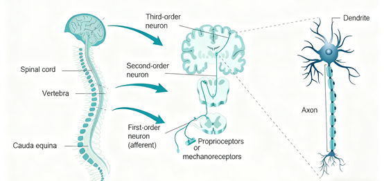 Why are neural research antibodies the key to unraveling the mysteries of the brain?