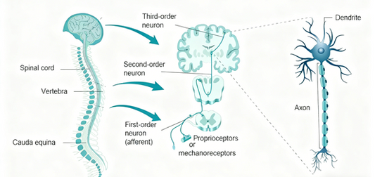 Why are neural research antibodies the key to unraveling the mysteries of the brain?