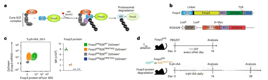 Can FOXP3 Antibody Reveal New Mechanisms for Maintaining Regulatory T Cell Function?