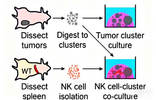 Can Keratin 14 Antibodies Reveal the Dual Role of NK Cells in the Tumor Microenvironment?