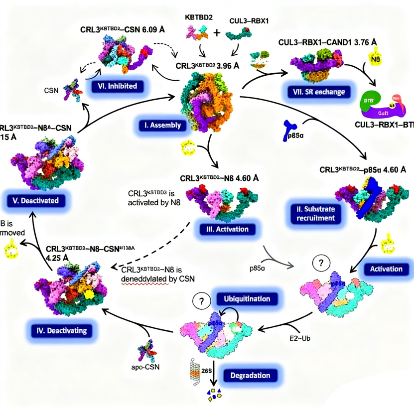 How Does the CRL3 Ubiquitin Ligase Dynamically Regulate Substrate Degradation?
