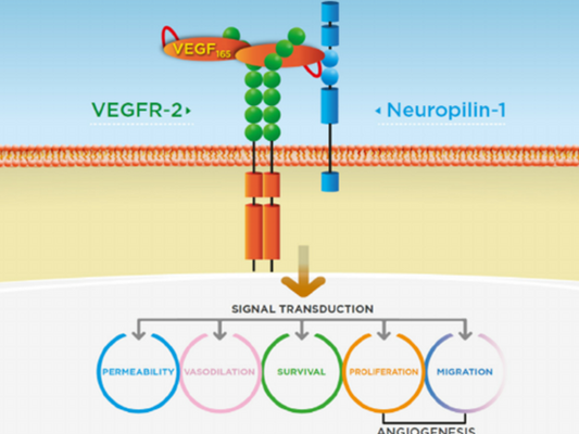 VEGF165: A Key Factor in Angiogenesis Regulation and Disease Treatment