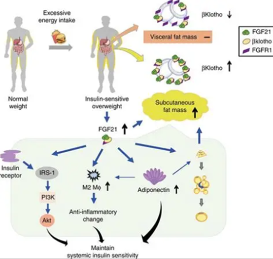 Fibroblast Growth Factor 21: A Rising Star in Metabolic Regulation and Therapeutic Frontiers