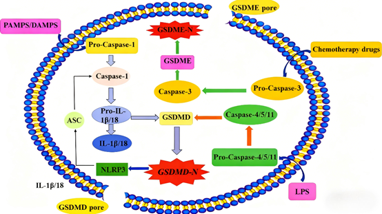 Detection of pyroptosis: How to accurately analyze the key features of programmed inflammatory cell death?