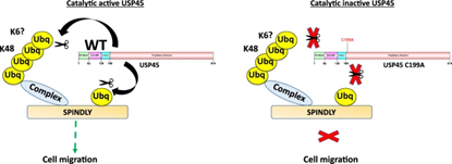 USP45: An Emerging Regulatory Molecule in the Deubiquitinase Family