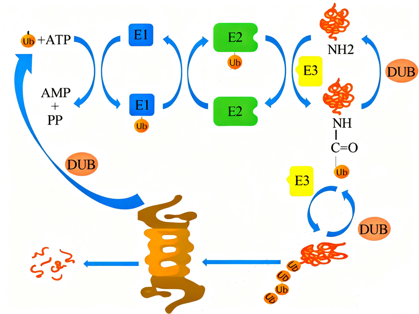 How Do Cells "Digest" Proteins? The Mechanism and Function of the Ubiquitin-Proteasome System