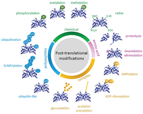 Phosphorylation Modification: The Molecular Switch Governing Life Activities