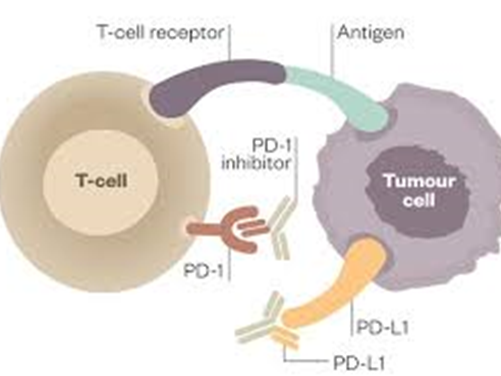 SP263: A Key Tool in Immunohistochemical Labeling&nbsp;