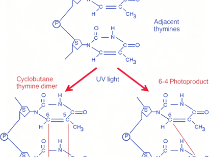 What is the role of CD133 in cutaneous squamous cell carcinoma and its clinical significance?
